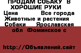 ПРОДАМ СОБАКУ  В ХОРОШИЕ РУКИ  › Цена ­ 4 000 - Все города Животные и растения » Собаки   . Ярославская обл.,Фоминское с.